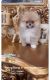 Pomeranian Puppies for sale in Eastvale, CA, USA. price: $3,000
