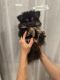 Pomeranian Puppies for sale in Eastvale, CA, USA. price: $3,700