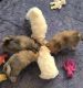 Pomeranian Puppies for sale in Belleville, MI 48111, USA. price: $900