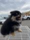 Pomeranian Puppies for sale in Chicago, IL, USA. price: $3,000