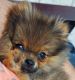 Pomeranian Puppies for sale in Fort Myers, FL, USA. price: $2,900