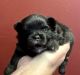 Pomeranian Puppies for sale in Uniontown, PA 15401, USA. price: $1,800