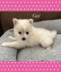 Pomeranian Puppies for sale in El Paso, TX 79912, USA. price: $1,500