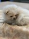 Pomeranian Puppies for sale in Jamestown, CA, USA. price: $2,500