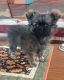Pomeranian Puppies for sale in Wisconsin Dells, WI, USA. price: $600