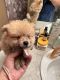 Pomeranian Puppies for sale in Kissimmee, FL, USA. price: $1,250