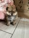 Pomeranian Puppies for sale in San Diego, CA, USA. price: $1,500