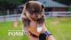 Pomeranian Puppies for sale in Kingston, GA, USA. price: $3,600