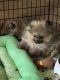 Pomeranian Puppies for sale in Saginaw, MI, USA. price: $2,500