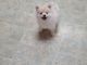 Pomeranian Puppies for sale in Belleville, MI 48111, USA. price: $700