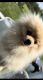 Pomeranian Puppies for sale in Chicago, IL, USA. price: $2,500