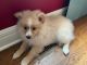 Pomeranian Puppies for sale in Belton, MO, USA. price: $600