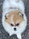 Pomeranian Puppies for sale in Toledo, WA 98591, USA. price: $500