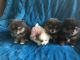 Pomeranian Puppies for sale in Douglas, WY 82633, USA. price: $1,000