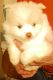 Pomeranian Puppies for sale in Rochester, NY, USA. price: $875