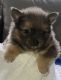 Pomeranian Puppies for sale in Reading, PA, USA. price: $900