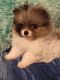 Pomeranian Puppies for sale in Montgomery City, MO 63361, USA. price: $3,000