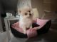 Pomeranian Puppies for sale in Las Vegas, NV, USA. price: $1,450