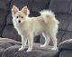 Pomeranian Puppies for sale in Corry, PA 16407, USA. price: $150