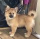 Pomeranian Puppies for sale in Corry, PA 16407, USA. price: $650