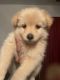 Pomeranian Puppies for sale in Fayetteville, NC, USA. price: $350,400