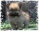 Pomeranian Puppies for sale in Springfield, TN 37172, USA. price: $600