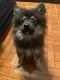 Pomeranian Puppies for sale in Pacoima, Los Angeles, CA, USA. price: $950