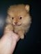 Pomeranian Puppies for sale in Oxford, NC 27565, USA. price: $900