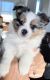 Pomeranian Puppies for sale in Port St. Lucie, FL, USA. price: $1,550