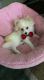 Pomeranian Puppies for sale in Glendale, AZ, USA. price: $1,800
