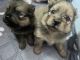 Pomeranian Puppies for sale in Riverside, CA, USA. price: $1,800