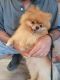 Pomeranian Puppies for sale in St. Louis, MO, USA. price: $4,500