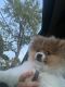 Pomeranian Puppies for sale in Johnstown, OH 43031, USA. price: $2,500