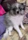Pomeranian Puppies for sale in Avon Park, FL 33825, USA. price: $2,200