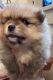 Pomeranian Puppies for sale in Avon Park, FL 33825, USA. price: $2,800