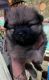 Pomeranian Puppies for sale in Avon Park, FL 33825, USA. price: $2,000