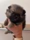 Pomeranian Puppies for sale in Avon Park, FL 33825, USA. price: $3,600
