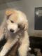 Pomeranian Puppies for sale in Fayetteville, NC, USA. price: $300
