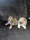 Pomeranian Puppies for sale in Augusta, GA 30904, USA. price: $1,500