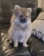 Pomeranian Puppies for sale in Bloomingdale, NJ, USA. price: $2,500