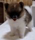 Pomeranian Puppies for sale in New York, NY, USA. price: $600