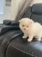 Pomeranian Puppies for sale in Hollywood, FL, USA. price: $1,500
