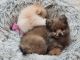 Pomeranian Puppies for sale in Belleville, MI 48111, USA. price: $500