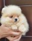 Pomeranian Puppies for sale in Clive Dr SW, Cedar Rapids, IA 52404, USA. price: $400
