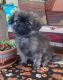 Pomeranian Puppies for sale in Wisconsin Dells, WI, USA. price: $700
