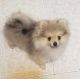Pomeranian Puppies for sale in Kittanning, PA 16201, USA. price: $600