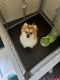 Pomeranian Puppies for sale in Fountain Valley, CA 92708, USA. price: $1,500