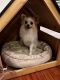 Pomeranian Puppies for sale in Holyoke, MA 01040, USA. price: NA