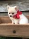 Pomeranian Puppies for sale in Columbia, MS 39429, USA. price: $500