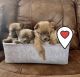 Pomeranian Puppies for sale in Odessa, TX, USA. price: $500